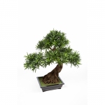 Bonsai Podocarpus x6 80cm